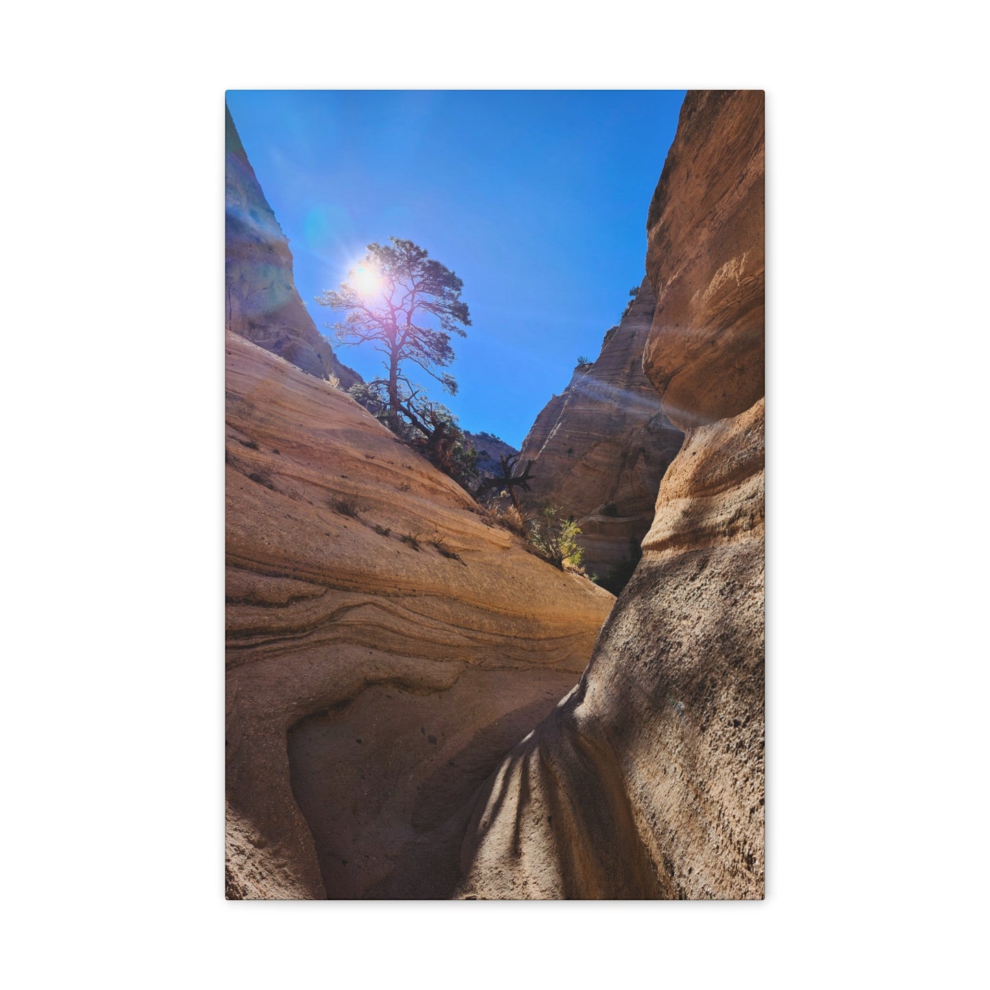 Sun and Tree at Tent Rocks National Park: Canvas Print
