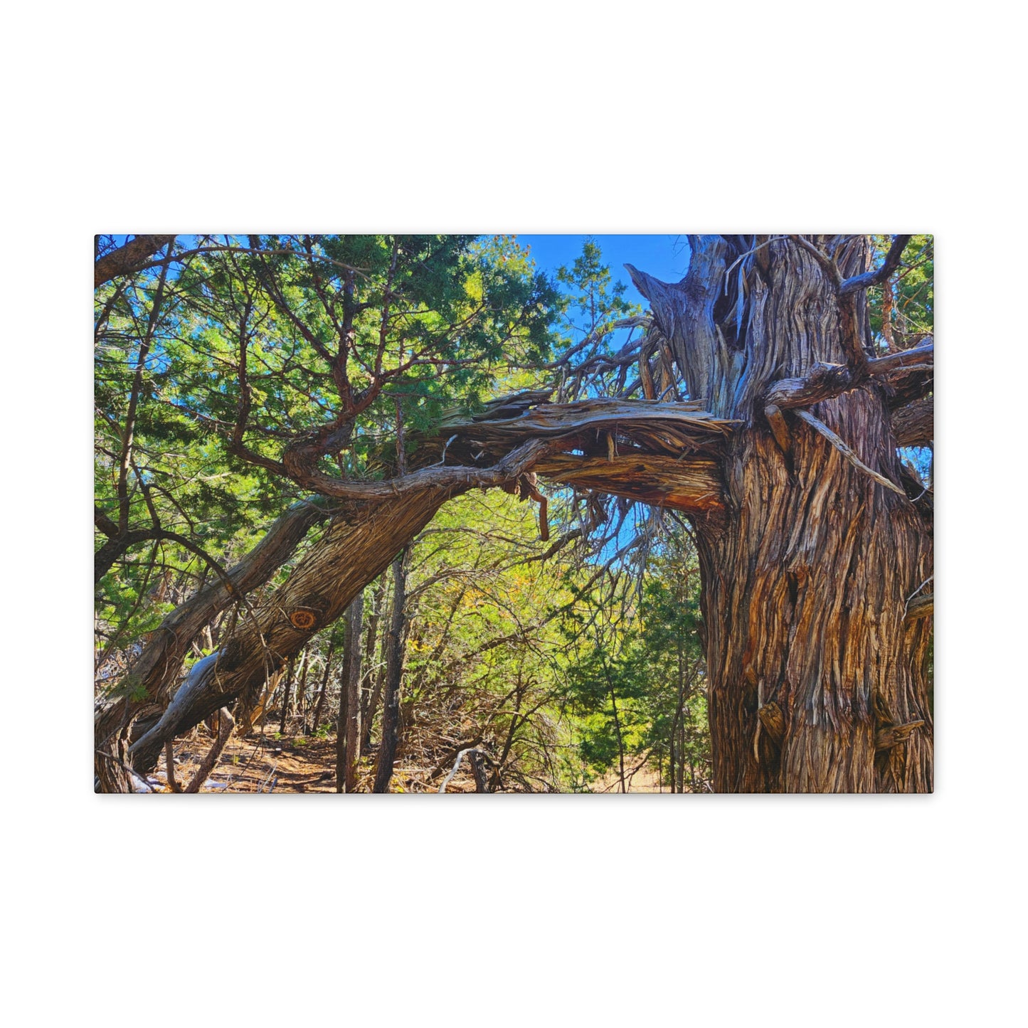 Wisdom: New Mexican Juniper (Canvas Print)