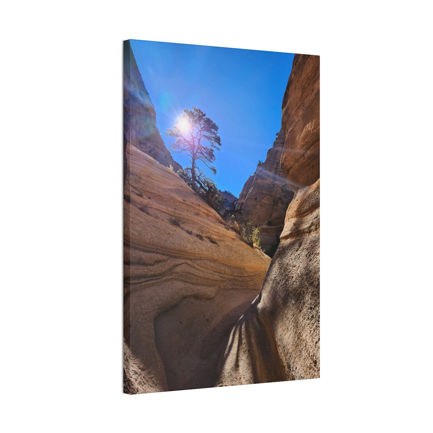 Sun and Tree at Tent Rocks National Park: Canvas Print
