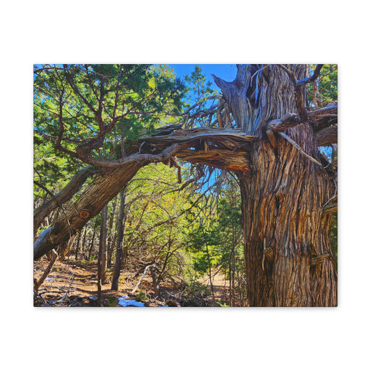 Wisdom: New Mexican Juniper (Canvas Print)