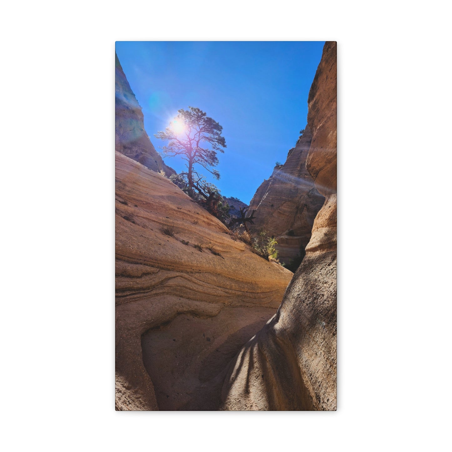 Sun and Tree at Tent Rocks National Park: Canvas Print