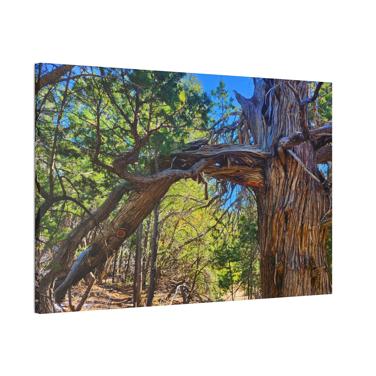 Wisdom: New Mexican Juniper (Canvas Print)