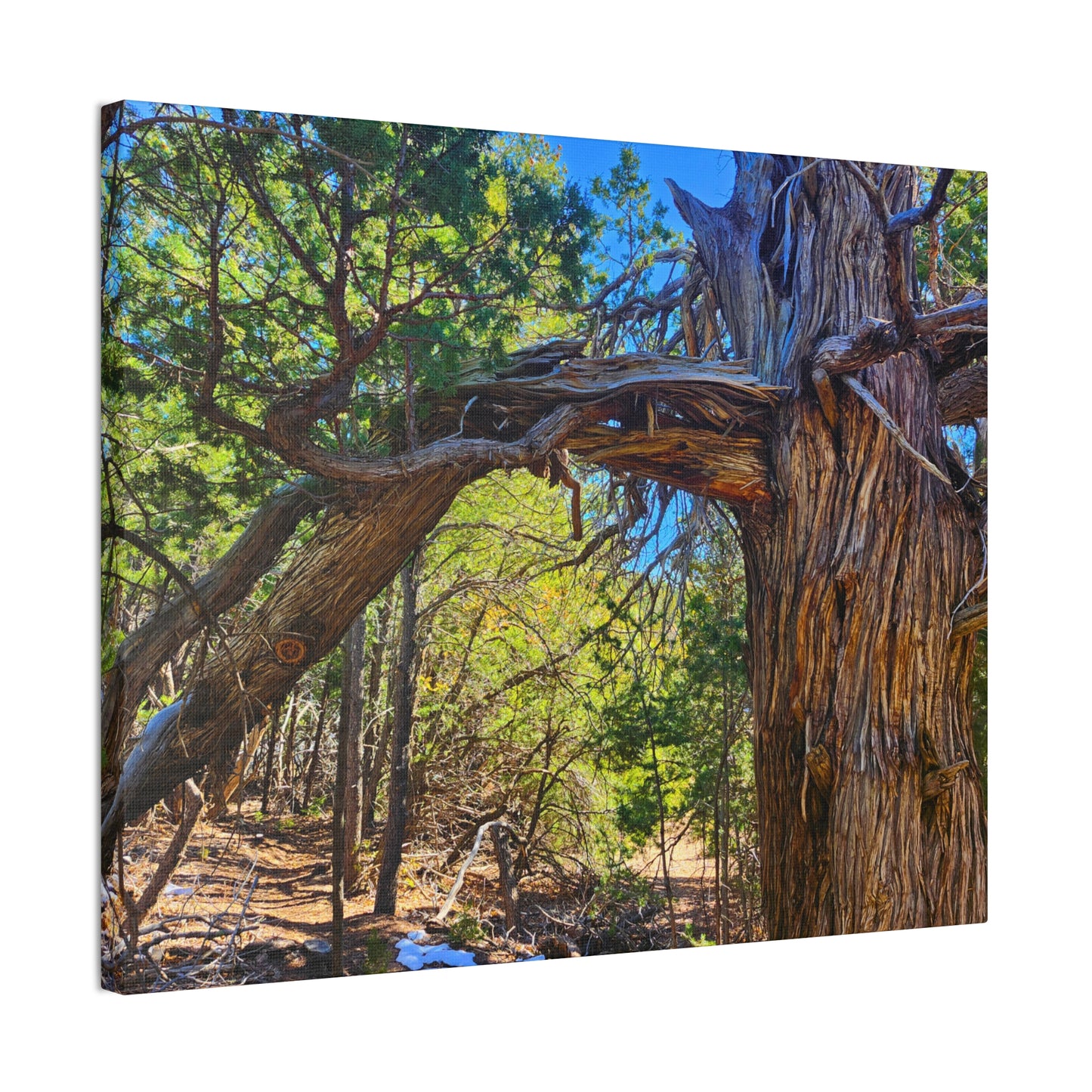 Wisdom: New Mexican Juniper (Canvas Print)
