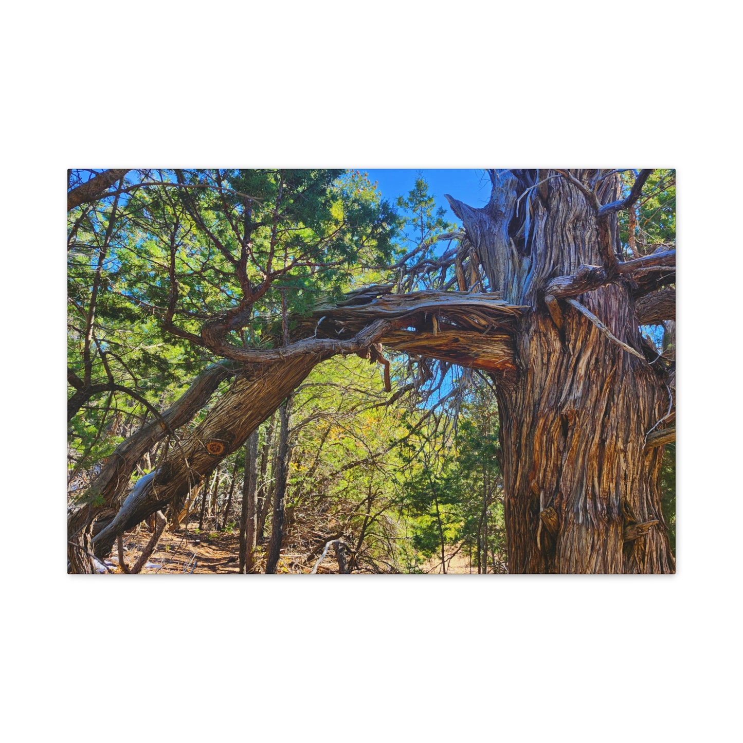 Wisdom: New Mexican Juniper (Canvas Print)