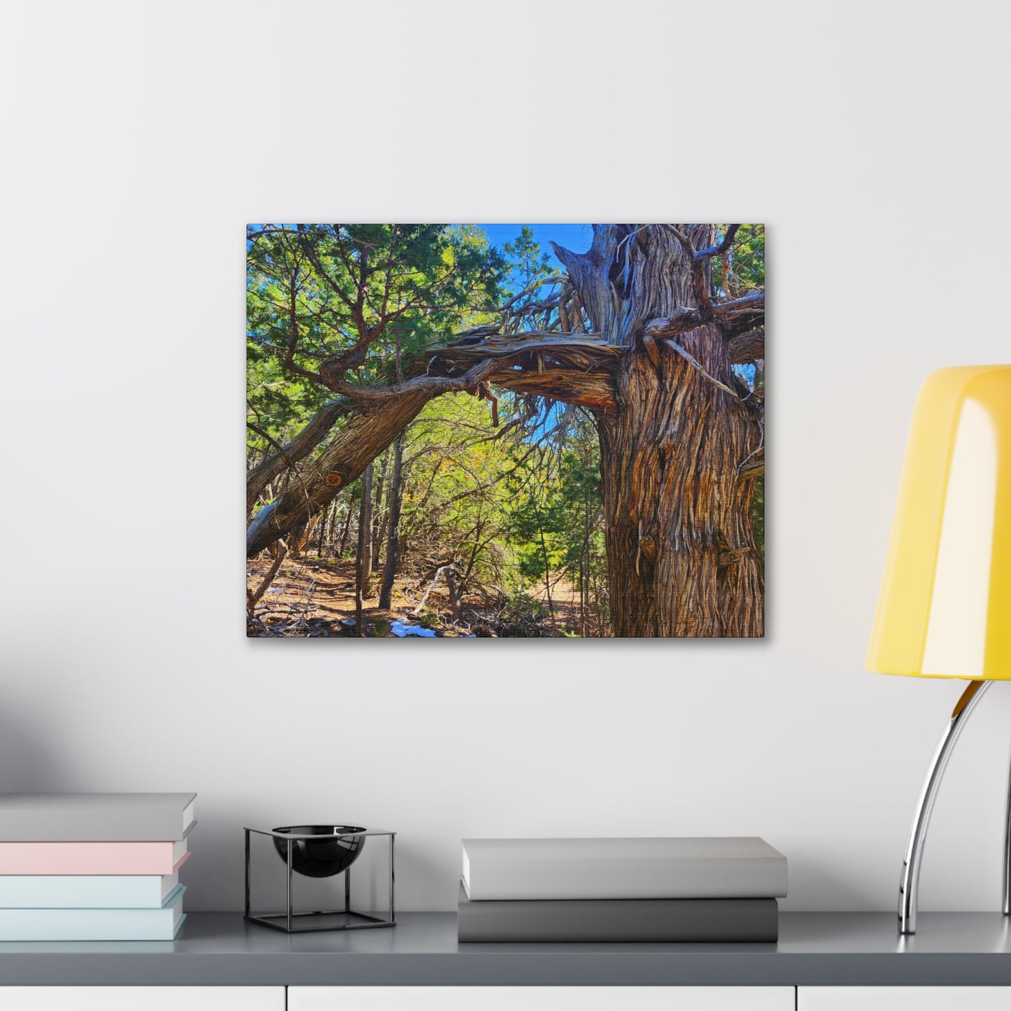 Wisdom: New Mexican Juniper (Canvas Print)