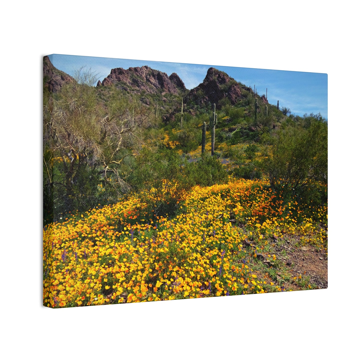 Canvas Gallery Wraps: Desert Wildflowers; Arizona Photography, Wall Art, Natural Landscape Home Decor for Hikers and Nature Lovers!