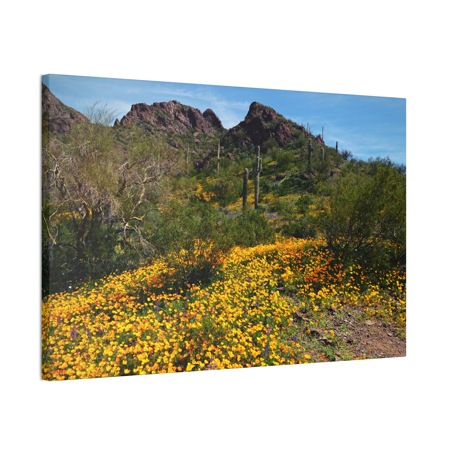 Canvas Gallery Wraps: Desert Wildflowers; Arizona Photography, Wall Art, Natural Landscape Home Decor for Hikers and Nature Lovers!