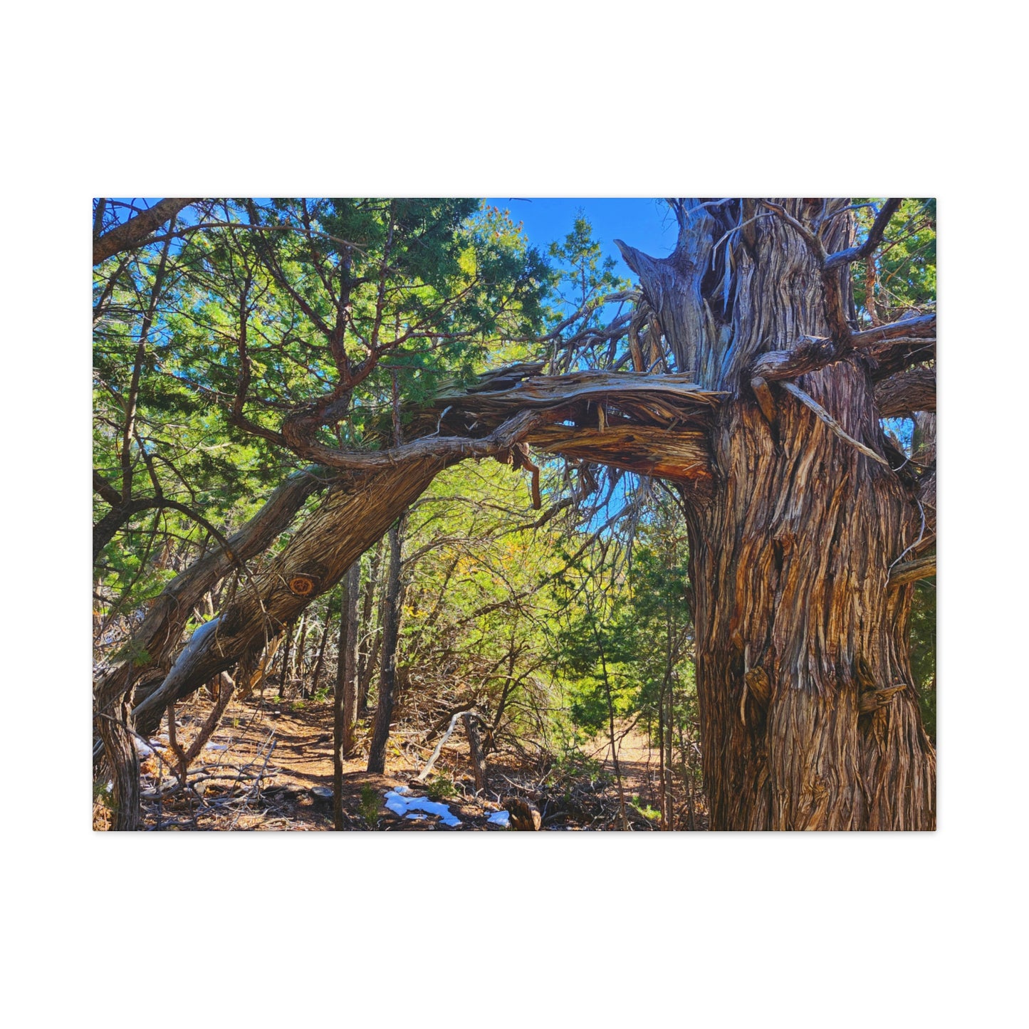 Wisdom: New Mexican Juniper (Canvas Print)