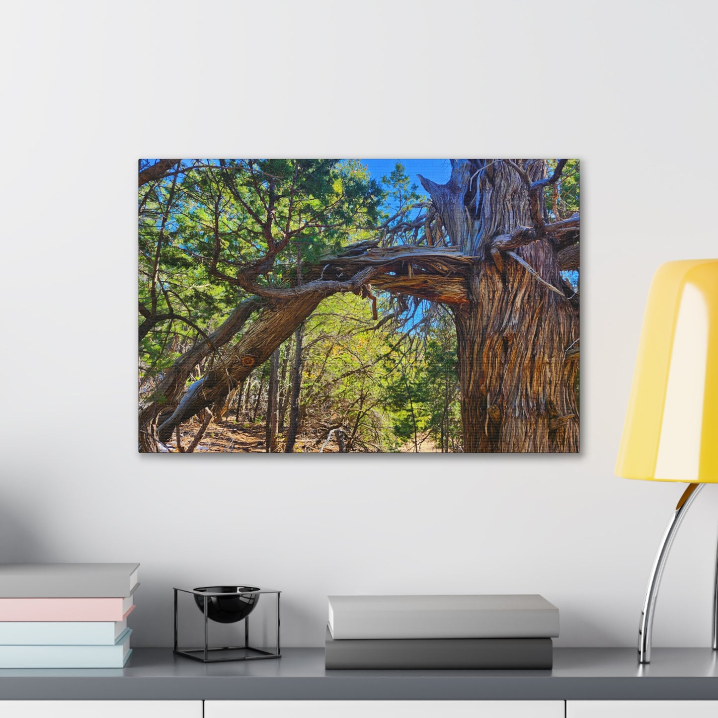 Wisdom: New Mexican Juniper (Canvas Print)
