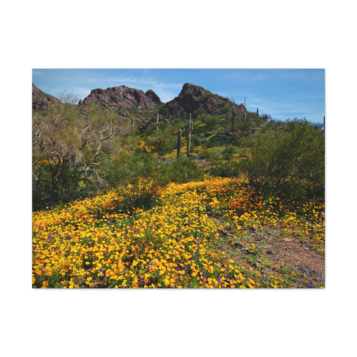 Canvas Gallery Wraps: Desert Wildflowers; Arizona Photography, Wall Art, Natural Landscape Home Decor for Hikers and Nature Lovers!