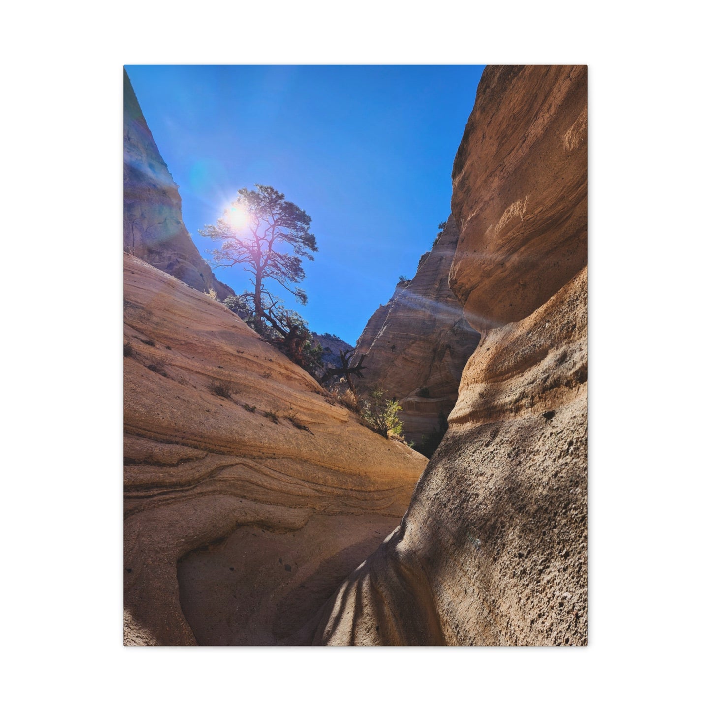 Sun and Tree at Tent Rocks National Park: Canvas Print