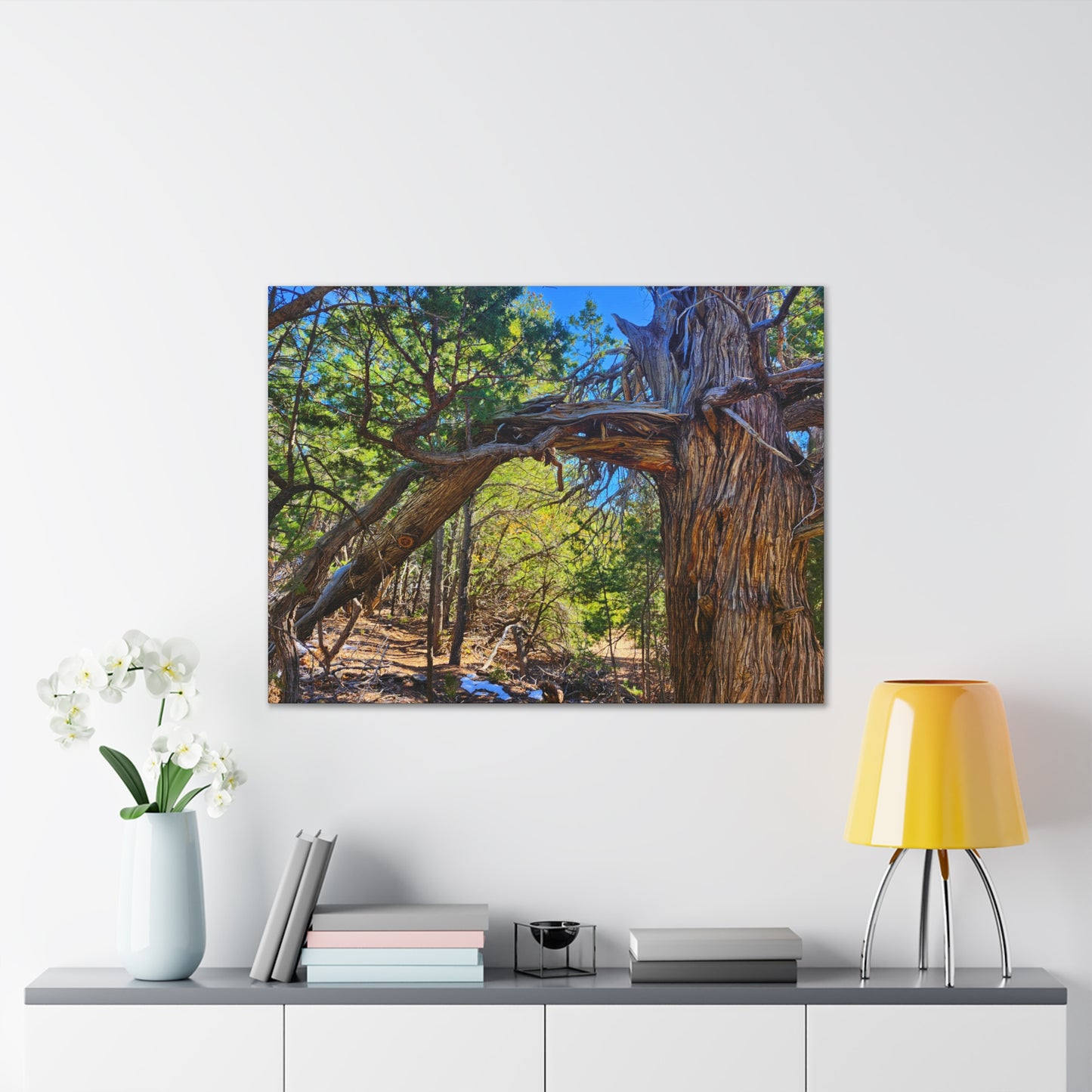 Wisdom: New Mexican Juniper (Canvas Print)