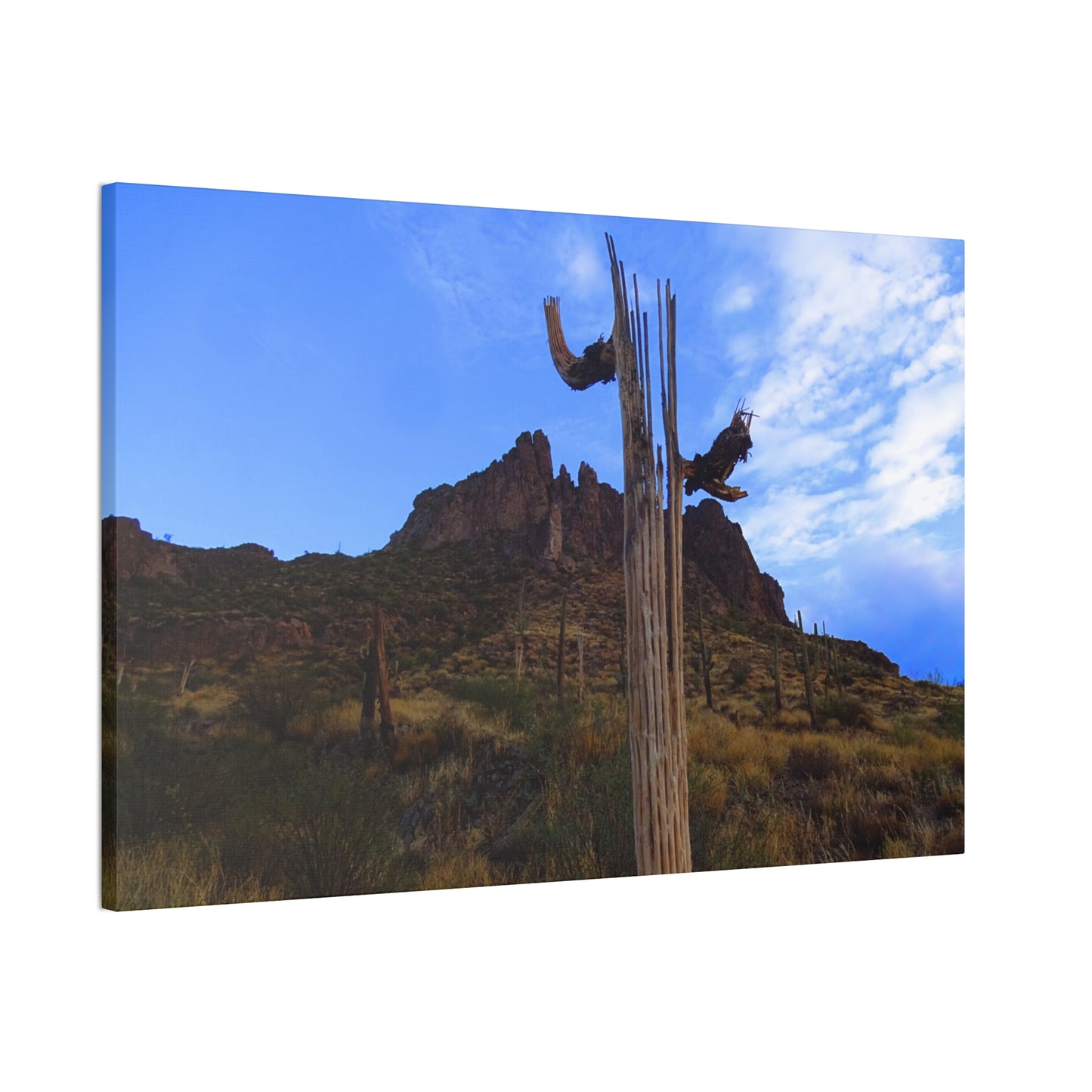 Canvas Gallery Wrap: Saguaro Skeleton; Arizona Photography, Wall Art, Natural Landscape Home Decor for Hikers and Nature Lovers!