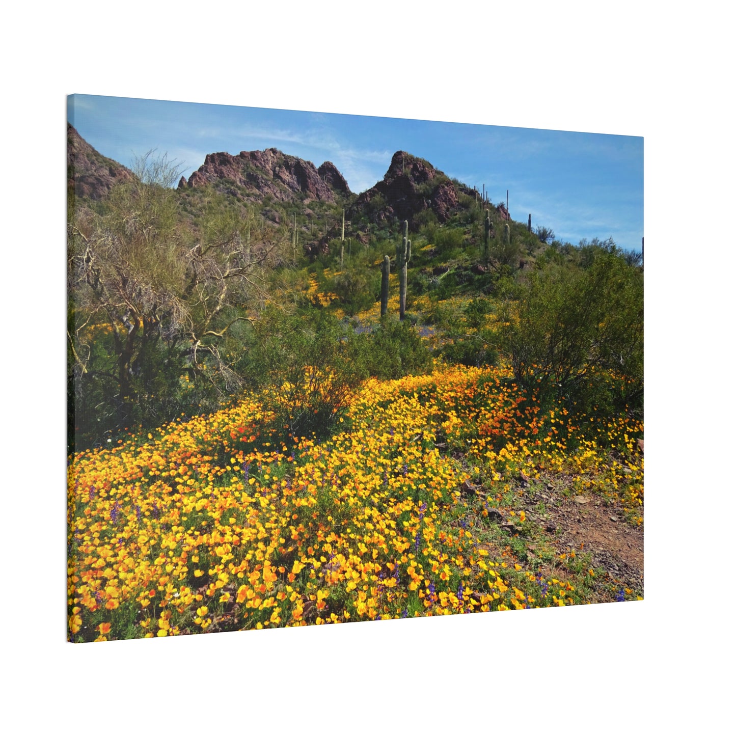 Canvas Gallery Wraps: Desert Wildflowers; Arizona Photography, Wall Art, Natural Landscape Home Decor for Hikers and Nature Lovers!