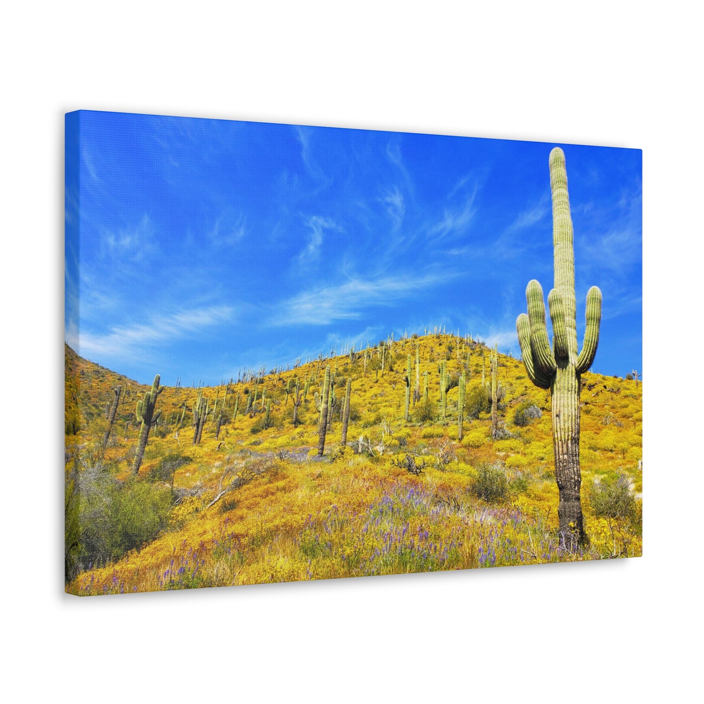 Canvas Gallery Wrap: Cave Creek Blooms; Arizona Photography, Wall Art, Natural Landscape Home Decor for Hikers and Nature Lovers!