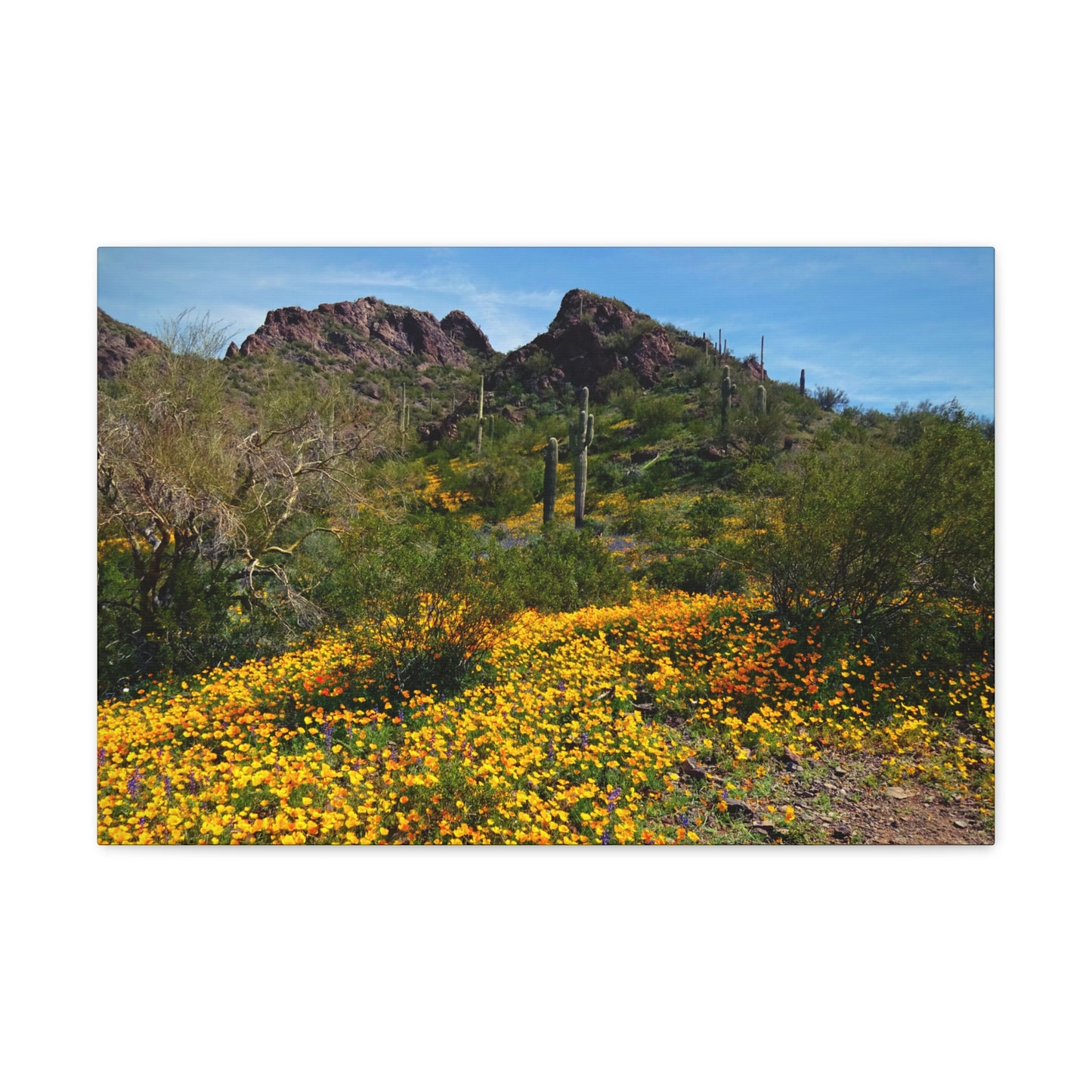 Canvas Gallery Wraps: Desert Wildflowers; Arizona Photography, Wall Art, Natural Landscape Home Decor for Hikers and Nature Lovers!