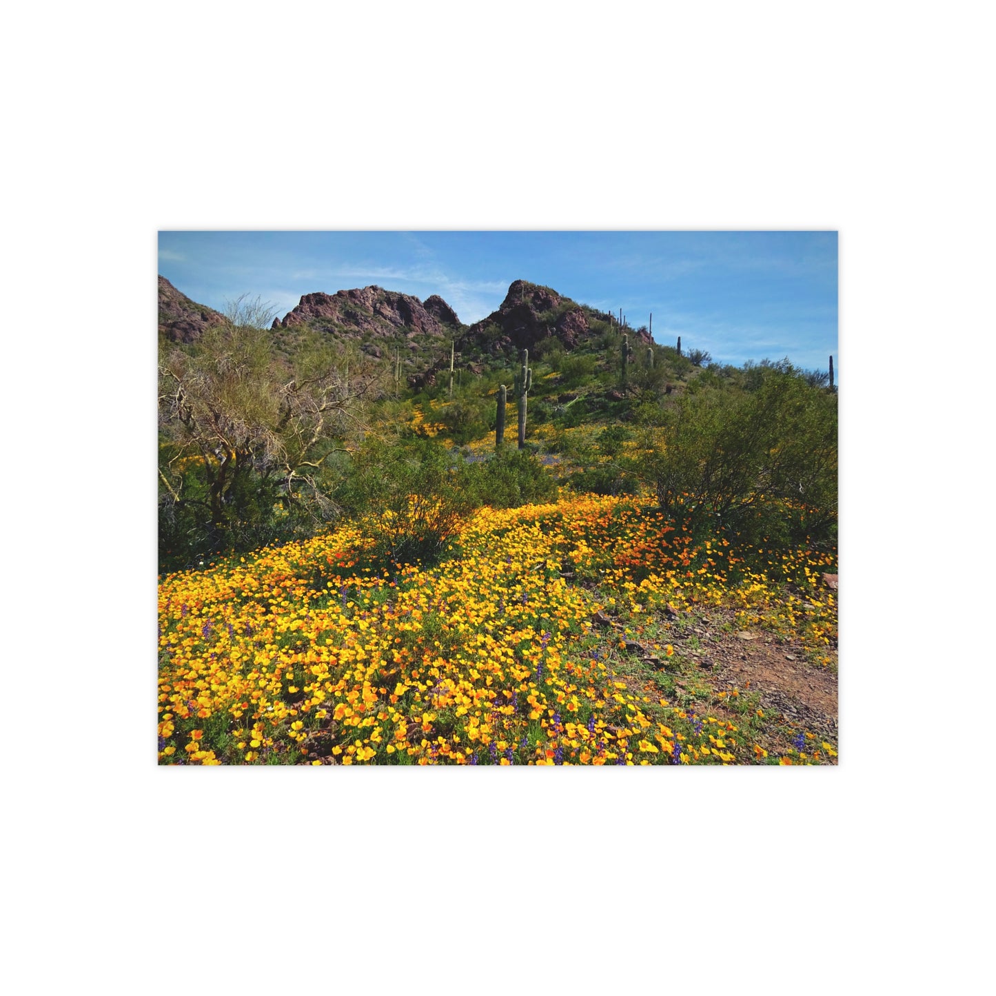 Arizona Poster Print- Desert Wildflowers; Southwest Photography, Wall Art, Natural Landscape Home Decor for Hikers and Nature Lovers!