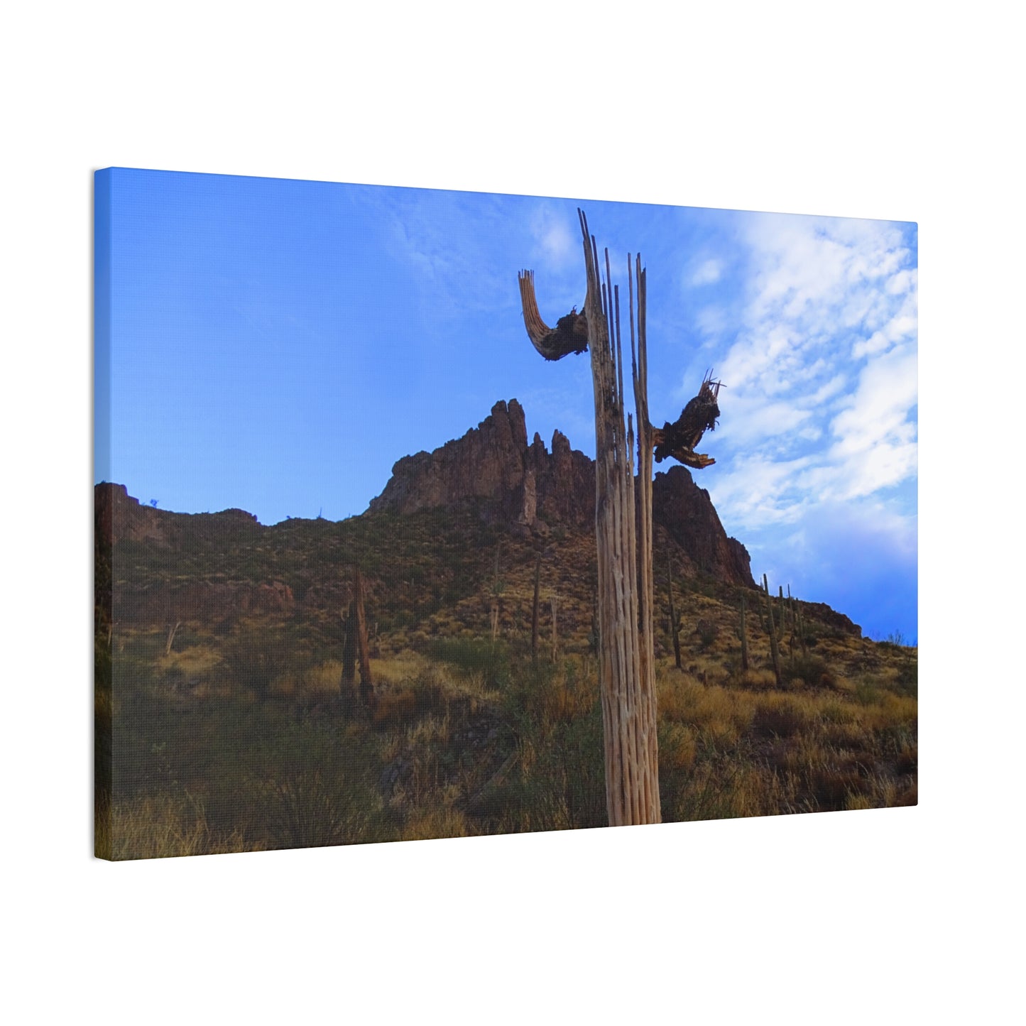 Canvas Gallery Wrap: Saguaro Skeleton; Arizona Photography, Wall Art, Natural Landscape Home Decor for Hikers and Nature Lovers!