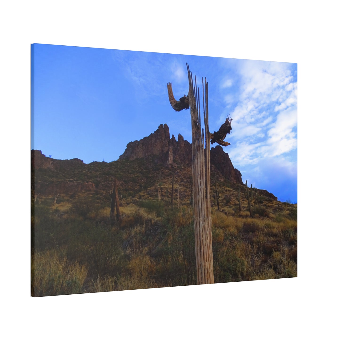 Canvas Gallery Wrap: Saguaro Skeleton; Arizona Photography, Wall Art, Natural Landscape Home Decor for Hikers and Nature Lovers!