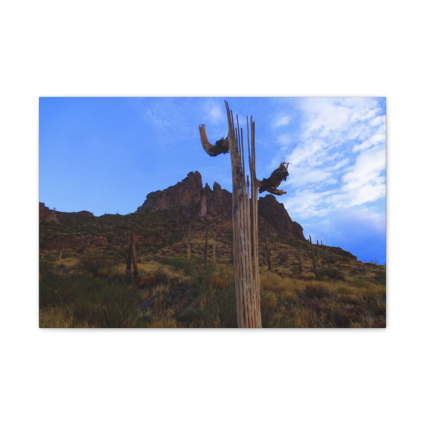 Canvas Gallery Wrap: Saguaro Skeleton; Arizona Photography, Wall Art, Natural Landscape Home Decor for Hikers and Nature Lovers!