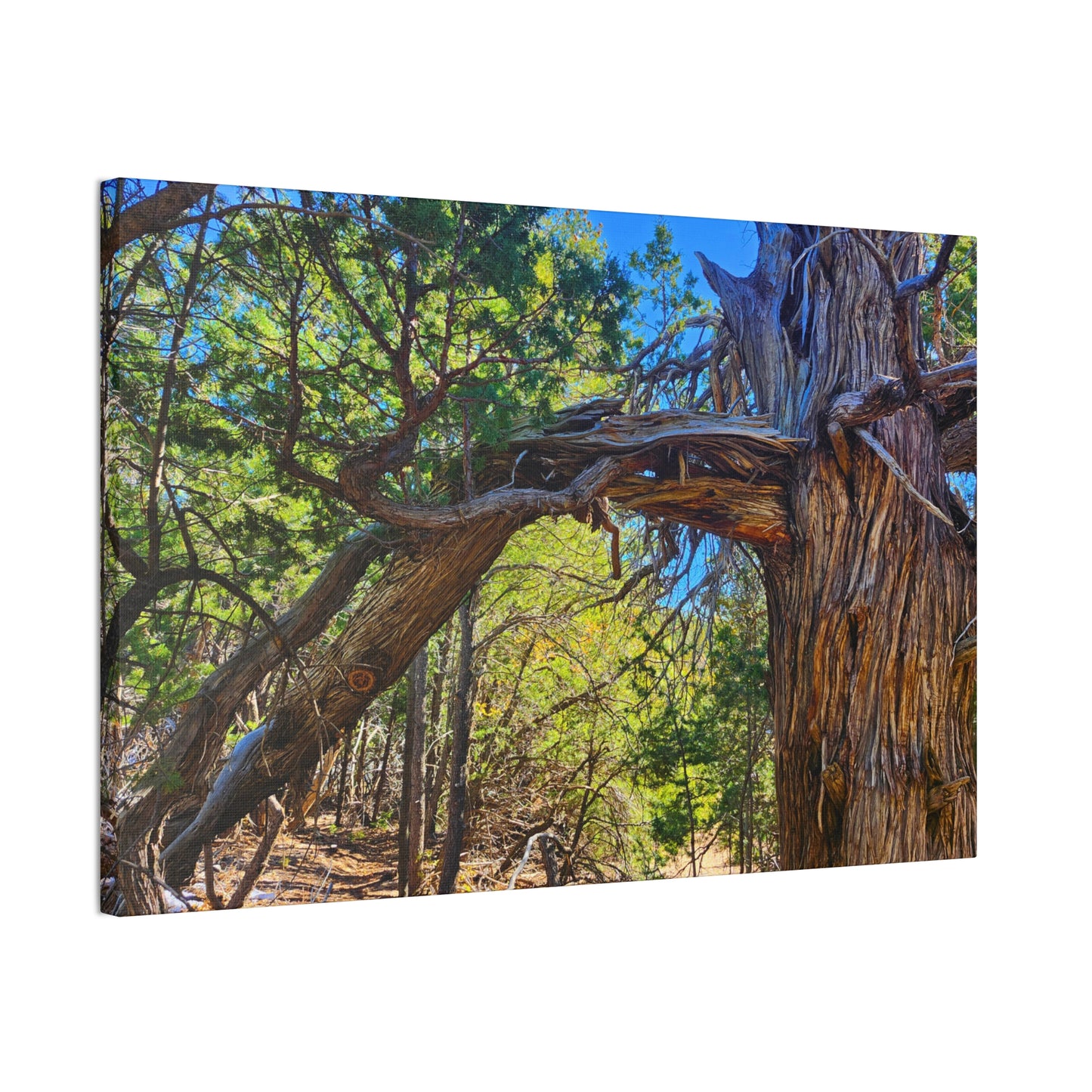 Wisdom: New Mexican Juniper (Canvas Print)