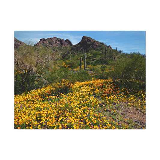 Canvas Gallery Wraps: Desert Wildflowers; Arizona Photography, Wall Art, Natural Landscape Home Decor for Hikers and Nature Lovers!