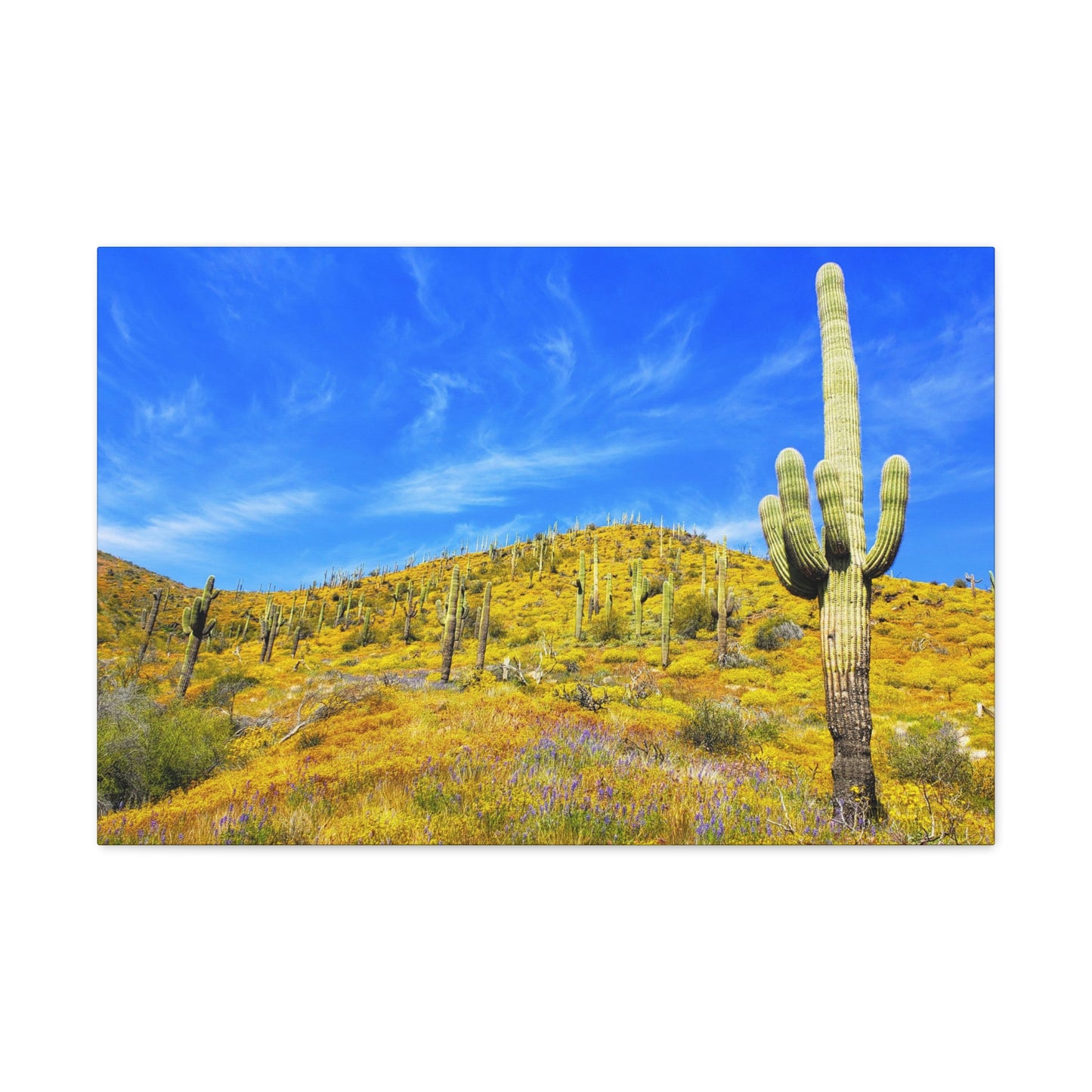 Canvas Gallery Wrap: Cave Creek Blooms; Arizona Photography, Wall Art, Natural Landscape Home Decor for Hikers and Nature Lovers!