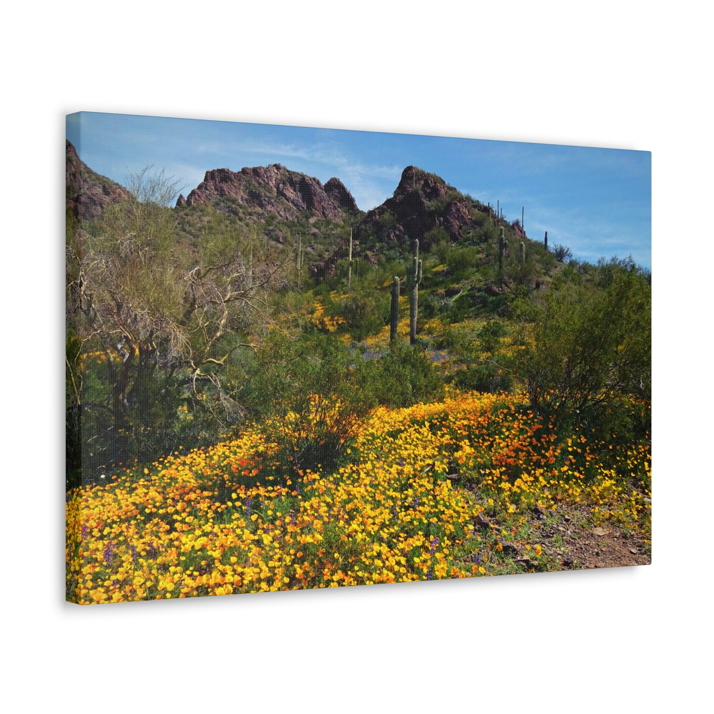 Canvas Gallery Wraps: Desert Wildflowers; Arizona Photography, Wall Art, Natural Landscape Home Decor for Hikers and Nature Lovers!