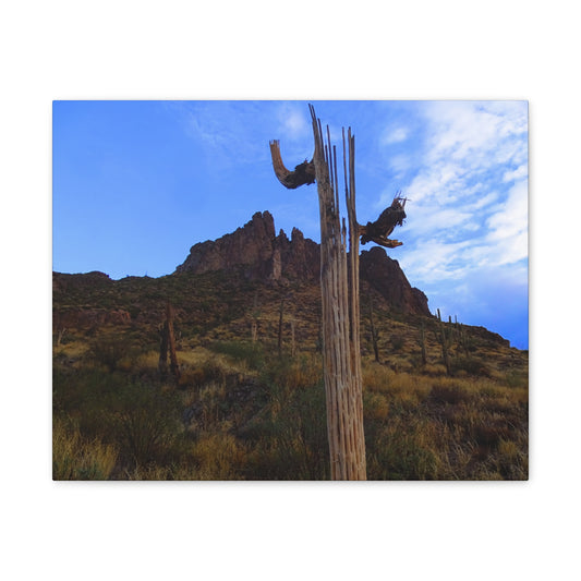 Canvas Gallery Wrap: Saguaro Skeleton; Arizona Photography, Wall Art, Natural Landscape Home Decor for Hikers and Nature Lovers!
