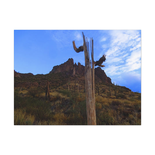 Canvas Gallery Wrap: Saguaro Skeleton; Arizona Photography, Wall Art, Natural Landscape Home Decor for Hikers and Nature Lovers!