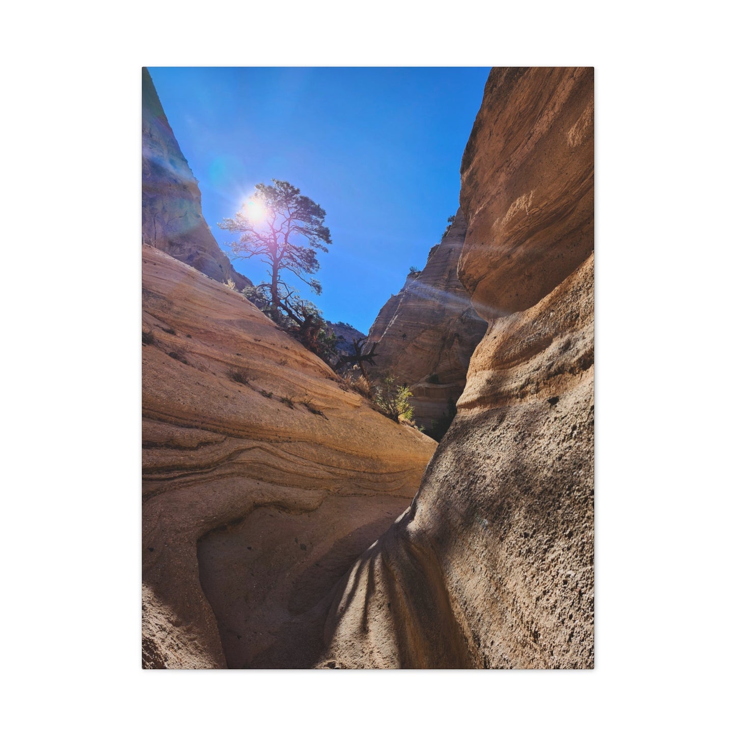 Sun and Tree at Tent Rocks National Park: Canvas Print