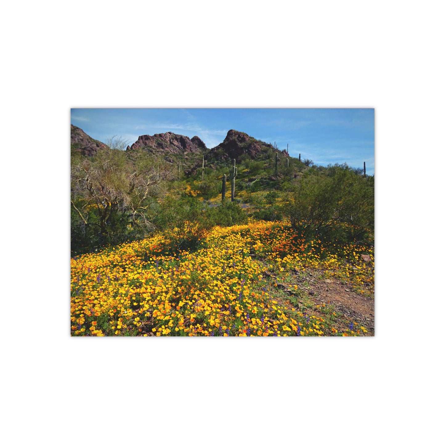 Arizona Poster Print- Desert Wildflowers; Southwest Photography, Wall Art, Natural Landscape Home Decor for Hikers and Nature Lovers!