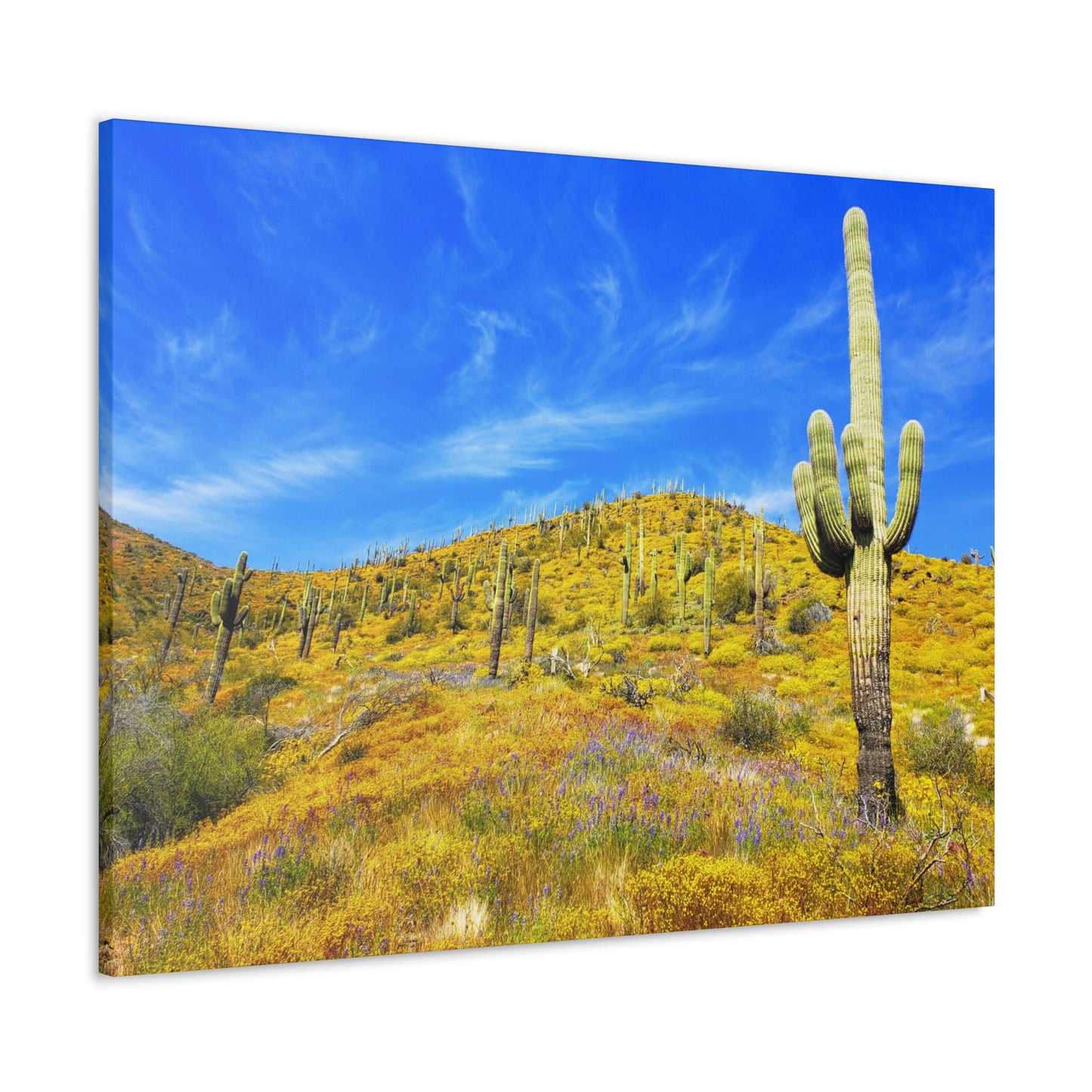 Canvas Gallery Wrap: Cave Creek Blooms; Arizona Photography, Wall Art, Natural Landscape Home Decor for Hikers and Nature Lovers!