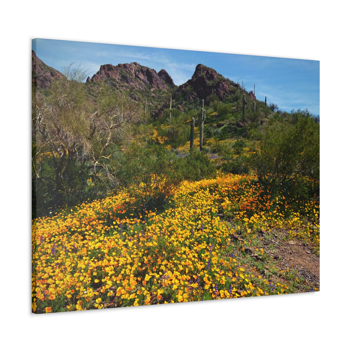 Canvas Gallery Wraps: Desert Wildflowers; Arizona Photography, Wall Art, Natural Landscape Home Decor for Hikers and Nature Lovers!