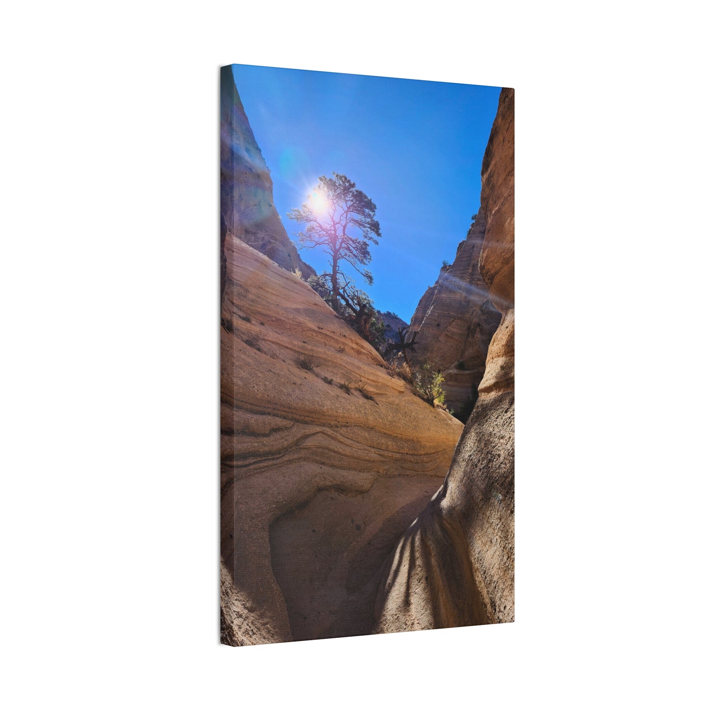 Sun and Tree at Tent Rocks National Park: Canvas Print