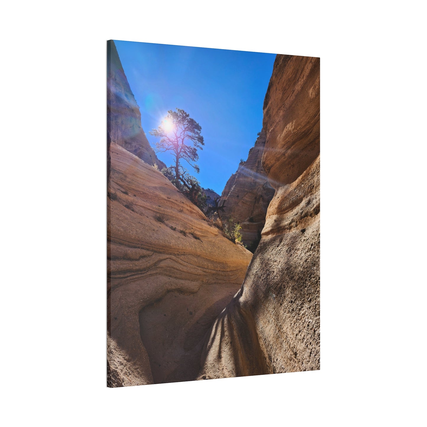 Sun and Tree at Tent Rocks National Park: Canvas Print