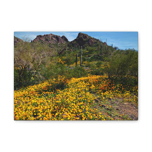 Canvas Gallery Wraps: Desert Wildflowers; Arizona Photography, Wall Art, Natural Landscape Home Decor for Hikers and Nature Lovers!