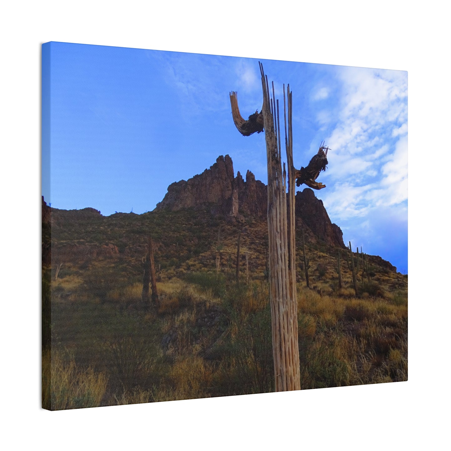 Canvas Gallery Wrap: Saguaro Skeleton; Arizona Photography, Wall Art, Natural Landscape Home Decor for Hikers and Nature Lovers!