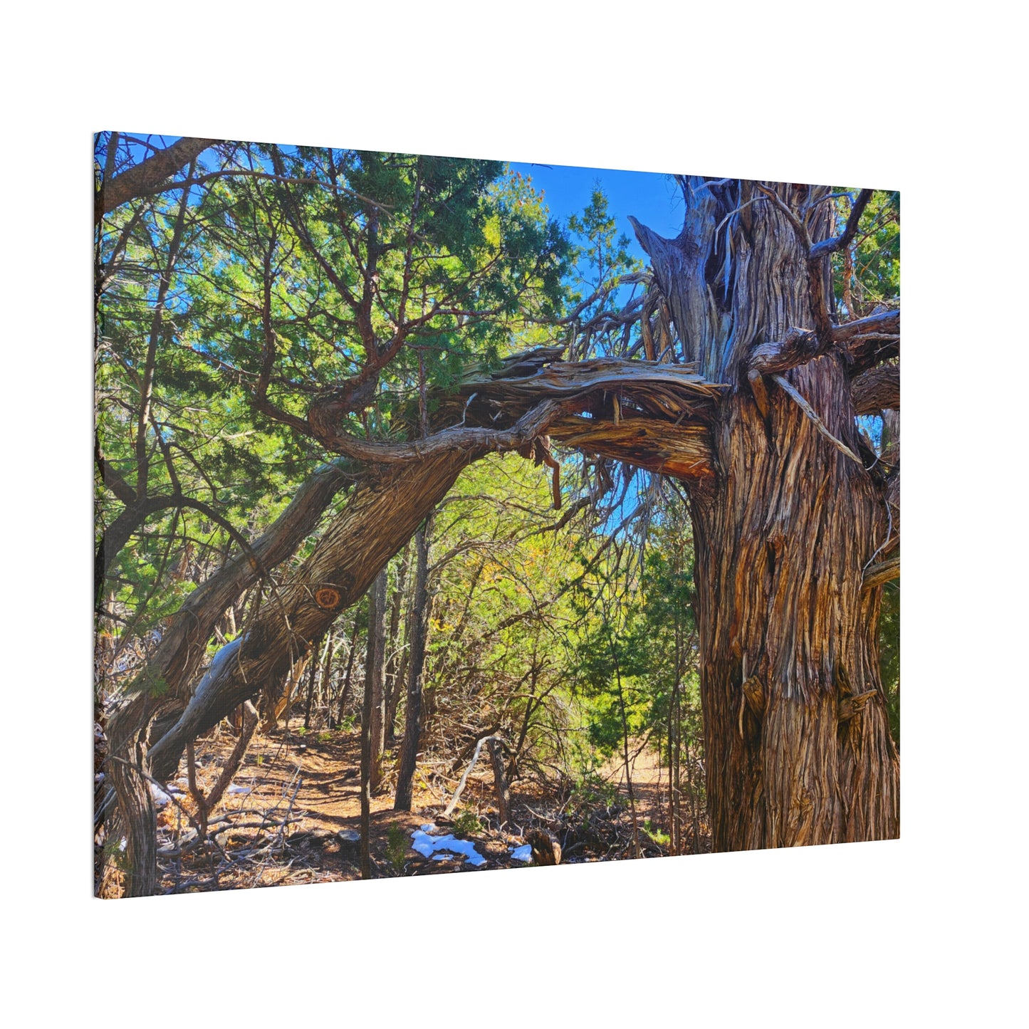 Wisdom: New Mexican Juniper (Canvas Print)
