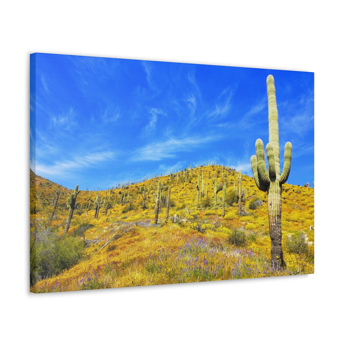 Canvas Gallery Wrap: Cave Creek Blooms; Arizona Photography, Wall Art, Natural Landscape Home Decor for Hikers and Nature Lovers!