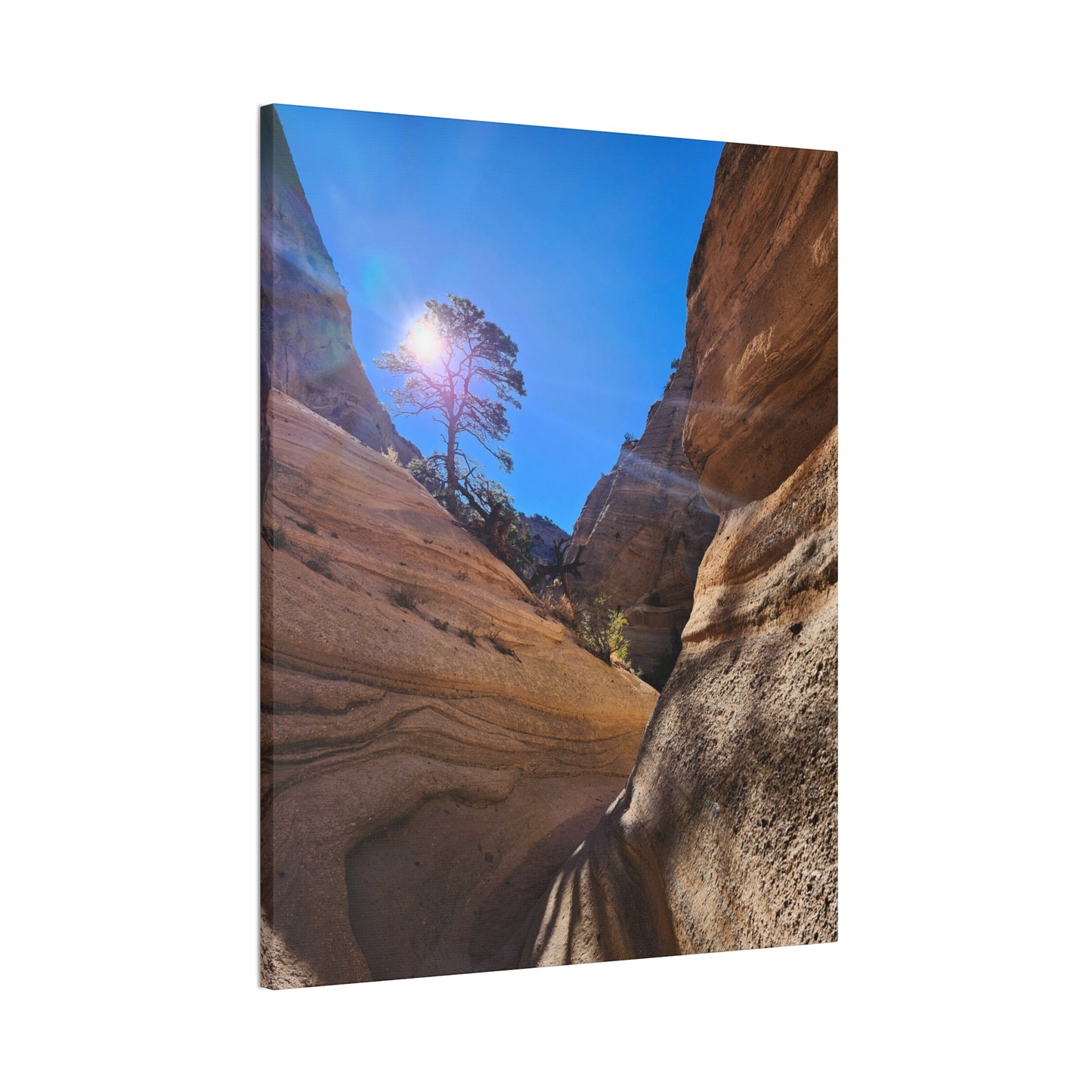 Sun and Tree at Tent Rocks National Park: Canvas Print