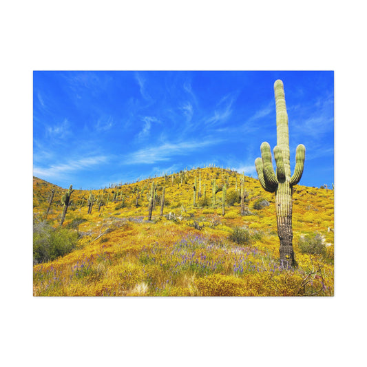 Canvas Gallery Wrap: Cave Creek Blooms; Arizona Photography, Wall Art, Natural Landscape Home Decor for Hikers and Nature Lovers!