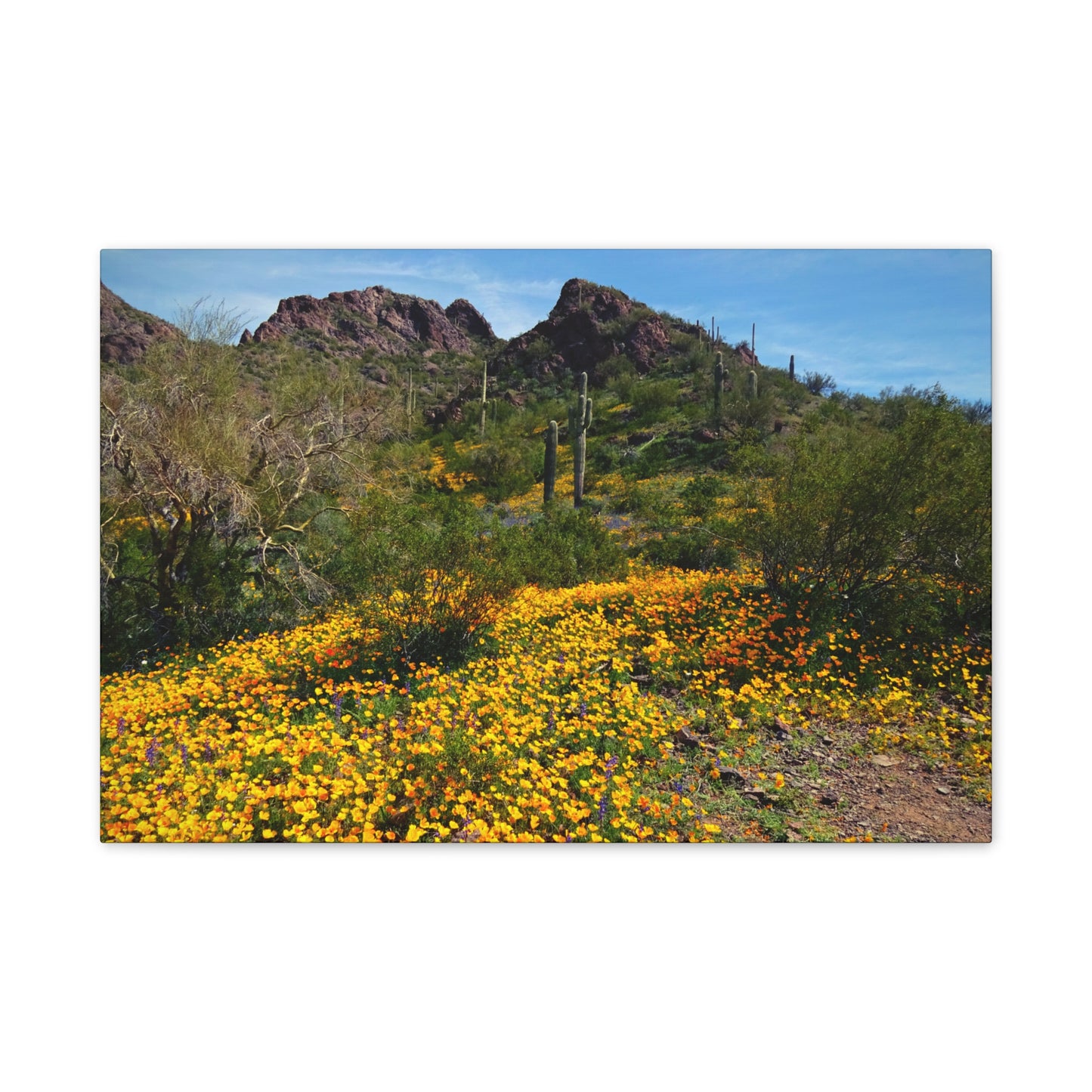 Canvas Gallery Wraps: Desert Wildflowers; Arizona Photography, Wall Art, Natural Landscape Home Decor for Hikers and Nature Lovers!