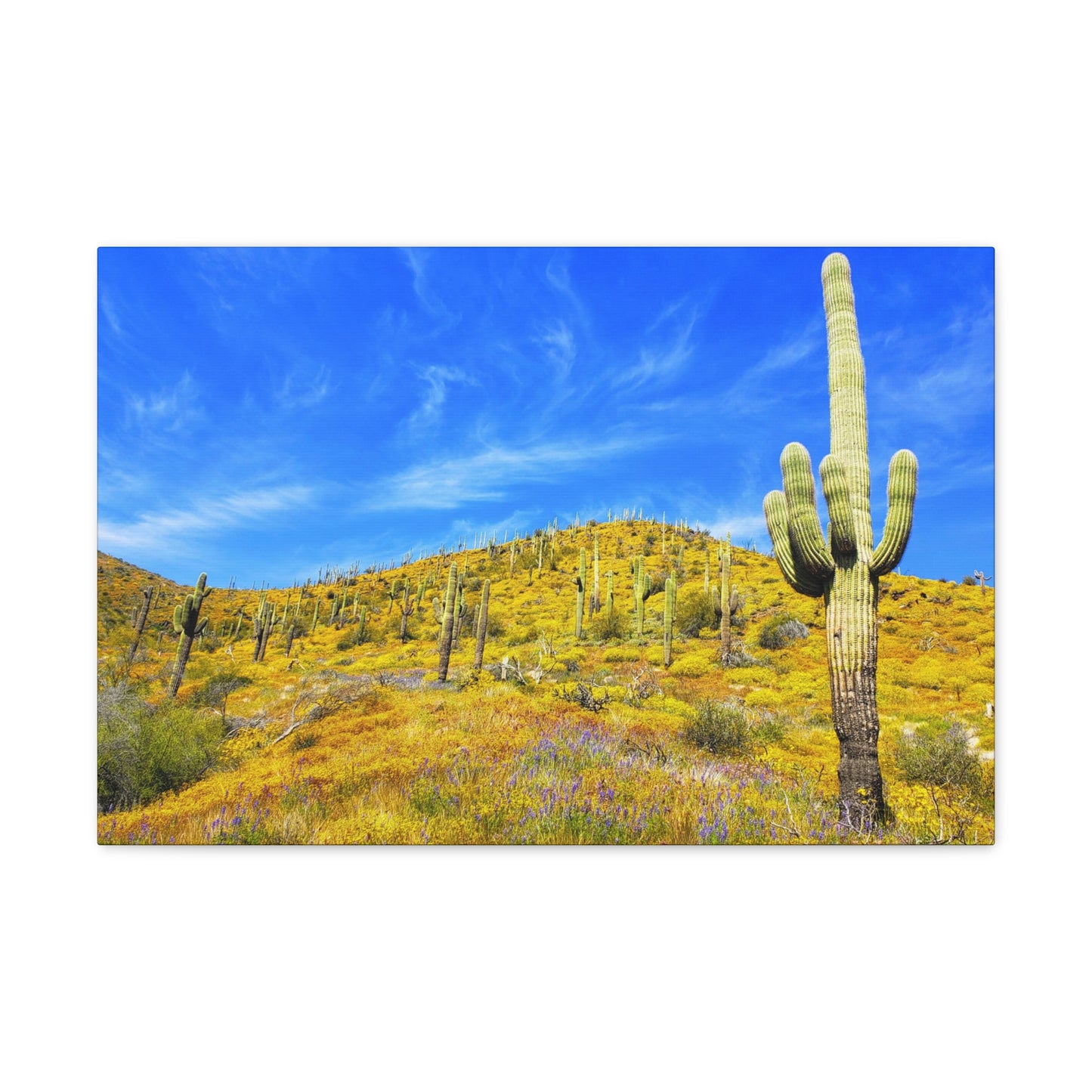 Canvas Gallery Wrap: Cave Creek Blooms; Arizona Photography, Wall Art, Natural Landscape Home Decor for Hikers and Nature Lovers!